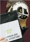  ?? KIRSTY WIGGLESWOR­TH/THE ASSOCIATED PRESS ?? A Spectacled Owl nips a clipboard during a photo call at London Zoo Thursday. Zoos throughout Britain tallied creatures large and small.