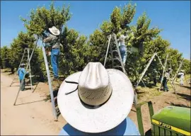  ?? Damian Dovarganes Associated Press ?? CALIFORNIA GROWERS apply about 900,000 pounds of chlorpyrif­os on about 640,000 acres a year, regulators say. Above, fruit pickers in Arvin, Calif., in 2004.