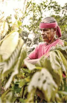  ?? — AFP photos ?? Colombian Luis Portilla, 63, checks a cocoa plant, at his farm in the Catatumbo region.