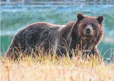  ?? Picture: AFP ?? The grizzly bear was first placed on the endangered species list in 1975, when the population was down to 136. Now, in the “greater Yellowston­e ecosystem” there are 700 bears.