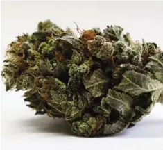  ??  ?? MAINE: A marijuana bud is seen at a medical marijuana facility in Unity, Maine. —AP
