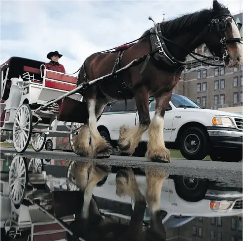  ?? CHAD HIPOLITO / THE CANADIAN PRESS ?? More than 900 people have signed a petition from the Victoria Horse Alliance group to request the city cease operation of horse-drawn carriages in the B.C. capital. A counter-petition was launched by carriage-industry
advocates calling for more...