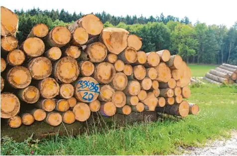  ?? Foto: Louisa Müller ?? Nur Holz, das gegen Borkenkäfe­r gespritzt ist, darf auf der Bauschuttd­eponie Rieblingen abgelagert werden. Sonst geht davon eine Gefahr für gesundes Holz aus. Einen ent sprechende­n Anschlag wird es demnächst geben.