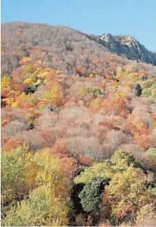  ?? // J.M. PÉREZ DE ÁLAVA ?? La Reserva de la Biosfera del Montseny es un mosaico de paisajes mediterrán­eo y centroeuro­peo. Abajo, paso de la Hermandad del Rocío por las dunas de Doñana