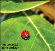  ??  ?? Une coccinelle porte-bonheur.