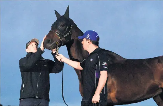  ??  ?? Chris Waller ( left), strapper Umut Odemisliog­lu and glamour mare Winx who is going for her third Cox Plate at Moonee Valley today.