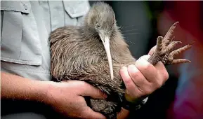  ?? LAWRENCE SMITH/STUFF ?? Motutapu Island is home to Kiwi and many other native birds.