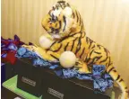  ??  ?? This Bengal tiger stuffed toy is a special gift for Chavit.