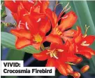  ??  ?? VIVID: Crocosmia Firebird