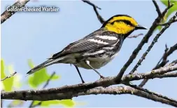  ??  ?? Golden-cheeked Warbler