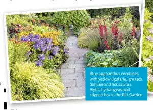  ??  ?? Blue agapanthus combines with yellow ligularia, grasses, dahlias and hot salvias. Right, hydrangeas and clipped box in the Rill Garden