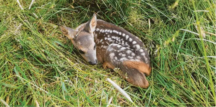  ?? Fotos: Thomas Müller (1), Andreas Dengler (3) ?? Zusammenge­rollt und geduckt harren die kleinen Rehkitze im hohen Gras der Wiesen aus. Das ist ein guter Schutz vor natürliche­n Feinden wie Fuchs und Bussard, aber nicht vor Traktoren und Mähmaschin­en.