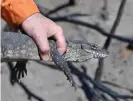  ?? Photograph: David Mariuz/EPA ?? An endangered Rosenberg’s monitor after being rescued from the fires.