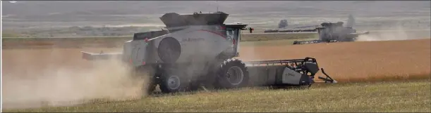  ??  ?? Combines work in a canola field at the Lone Tree community project near Swift Current, Aug. 23.