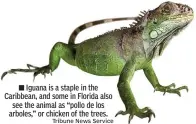  ?? Tribune News Service ?? ■ Iguana is a staple in the Caribbean, and some in Florida alsosee the animal as “pollo de los arboles,” or chicken of the trees.