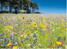  ?? ARCHIVFOTO: EBERHARD SCHALL ?? Blühwiesen sind für die Biodiversi­tät wichtig und damit Insekten Nahrung finden. In Oberschwab­en dominieren derzeit Monokultur­en.