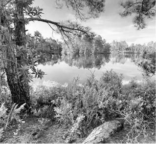  ?? JOE BURBANK/ORLANDO SENTINEL ?? Pristine wetlands can be found on the western side of the Split Oak Forest Wildlife and Environmen­tal Area in St. Cloud.