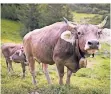  ?? FOTO: DPA ?? Kühe stehen am Wegrand der Kuhalp Fasons.