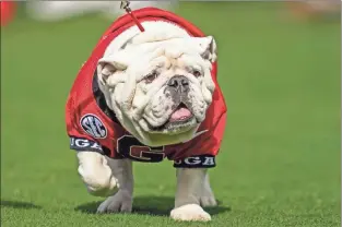  ?? USA Today Sports - Dale Zanine ?? Georgia mascot Uga X walks on the field during the Bulldogs’ game against Missouri last season at Sanford Stadium.