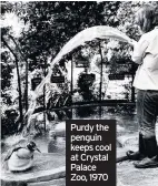  ??  ?? Purdy the penguin keeps cool at Crystal Palace Zoo, 1970