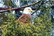  ?? Jim Roach ?? A bald eagle has been spotted living and hunting fish at Oakland’s Lake Temescal in the last few months.