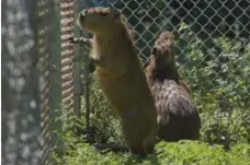  ?? KEITH BEATY/TORONTO STAR FILE PHOTO ?? The capybaras check out their pen’s fence, maybe thinking of another break.