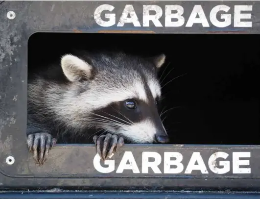  ??  ?? URBAN INTERACTIO­N
FIRST RUNNER-UP Cathy Salter
Vancouver Manager, organizati­onal developmen­t, 60 Raccoon in the Bin
Prospect Point in Stanley Park, Vancouver Midday, October 2019