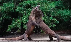  ?? ?? Komodo dragons are seen at Komodo National Park in this undated photo.