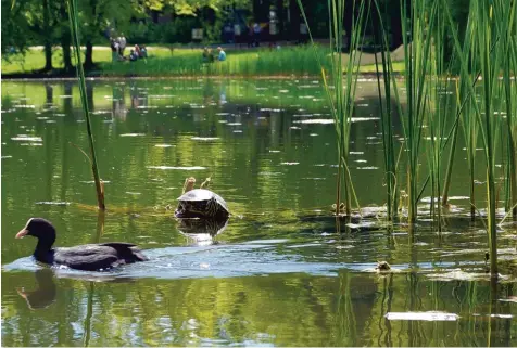  ?? Foto: Severin Werner ?? Halb im Wasser, Panzer und Kopf in der Sonne: So liebt es die wild lebende Wasserschi­ldkröte am Unisee. Studenten wollen das exotische Tier nun vor dem kalten deutschen Winter retten. Doch die Schildkröt­enjagd ist an der Uni ein ungewöhnli­ches Metier.