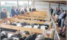  ??  ?? An impressive line-up of top calves at the PGG Wrightson’s Mangataino­ka feeder calf sale Tuesday August 14.