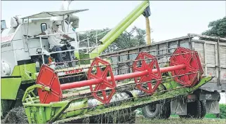  ?? GUILLERMO LIZARZABUR­O / EXPRESO ?? Cosecha. En la provincia de Los Ríos existe una menor productivi­dad en relación a la de Guayas.