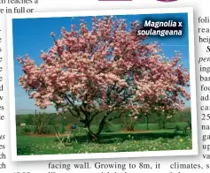  ??  ?? Magnolia x soulangean­a