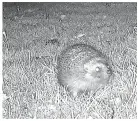  ?? NHMP ?? > Volunteers put out cameras, and then collect them after 30 days. The cameras capture images of hedgehogs above, and other animals