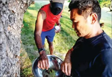  ?? AFP ?? Chef Bun Lai (right), a leader in the sustainabl­e food movement, and a friend collect cicadas to cook with at Fort Totten Park in Washington, DC on May 23.