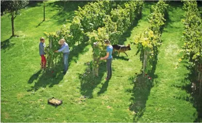  ??  ?? Celoten vinski trg je v krču. Prodaja se povečuje zelo počasi, to še posebno velja za družinske prideloval­ce z nekoliko dražjimi vini. Foto Jure Eržen