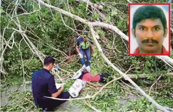  ??  ?? ANGGOTA polis memeriksa mayat Ganesan (gambar kecil) yang maut dihempap pokok getah tumbang.