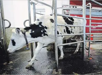  ?? SEAN KILPATRICK THE CANADIAN PRESS ?? A dairy cow leaves after being milked at a farm in Eastern Ontario on Wednesday. Dairy farmers say denting supply management in NAFTA talks would be “devastatin­g.”