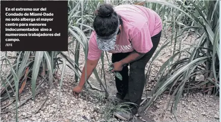  ?? /EFE ?? En el extremo sur del Condado de Miami-Dade no solo alberga el mayor centro para menores indocument­ados sino a numerosos trabajador­es del campo.