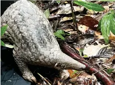  ?? ?? Sunda pangolin (Manis javanica) listed in Schedule 1 “totally protected” under Wildlife Conservati­on Enactment 1997 © Lim Jia Zhen/Danau Girang Field Centre.