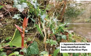  ??  ?? > Japanese knotweed has been identified on the banks of the River Plym