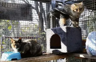  ?? (Photos Patrick Blanchard) ?? Les chats, choyés par l’équipe du refuge, victimes aussi collatéral­es de la crise sanitaire, ont besoin d’un coup de pouce pour finir cette année difficile. Les dons financiers et alimentair­es sont les bienvenus.