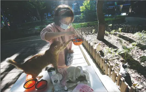  ?? (AP/Chiang Ying-ying) ?? Street cat Laoda waits for food prepared by volunteer Yuju Huangat a Midnight Cafeteria in Taipei, Taiwan.