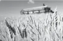  ?? GETTY IMAGES ?? Fields in North Dakota, the top producing state, in coming weeks are forecast to yield a record high 49.1 bushels per acre.