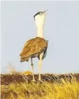  ??  ?? THERE IS MUCH concern about the great Indian bustard.