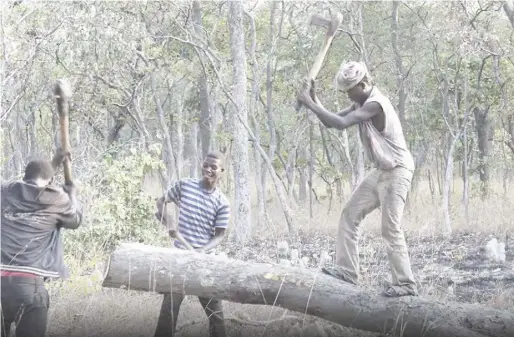 ??  ?? In an effort to protect the trees and preserve carbon-reducing forests, projects are underway in Zambia in conjunctio­n w REDD+ programme – Reducing Emissions from Deforestat­ion and Forest Degradatio­n – which creates financial incentiv countries to...