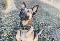  ??  ?? Police Dog Roxy, a Belgian Malinois.