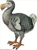  ?? ?? Imagen de un dodo, endémico de Isla Mauricio, extinguido en el siglo XVII.