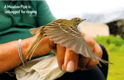  ??  ?? A Meadow Pipit is ‘unbagged’ for ringing