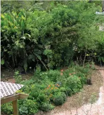  ??  ?? An herb garden, such as the one at EC HO (above), can be the source of good health as well as hours of tea- drinking pleasure. P opular seeds, herbs and spices from ECHO are shown below.