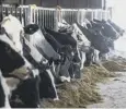  ?? ?? 0 Cattle: greenhouse gas